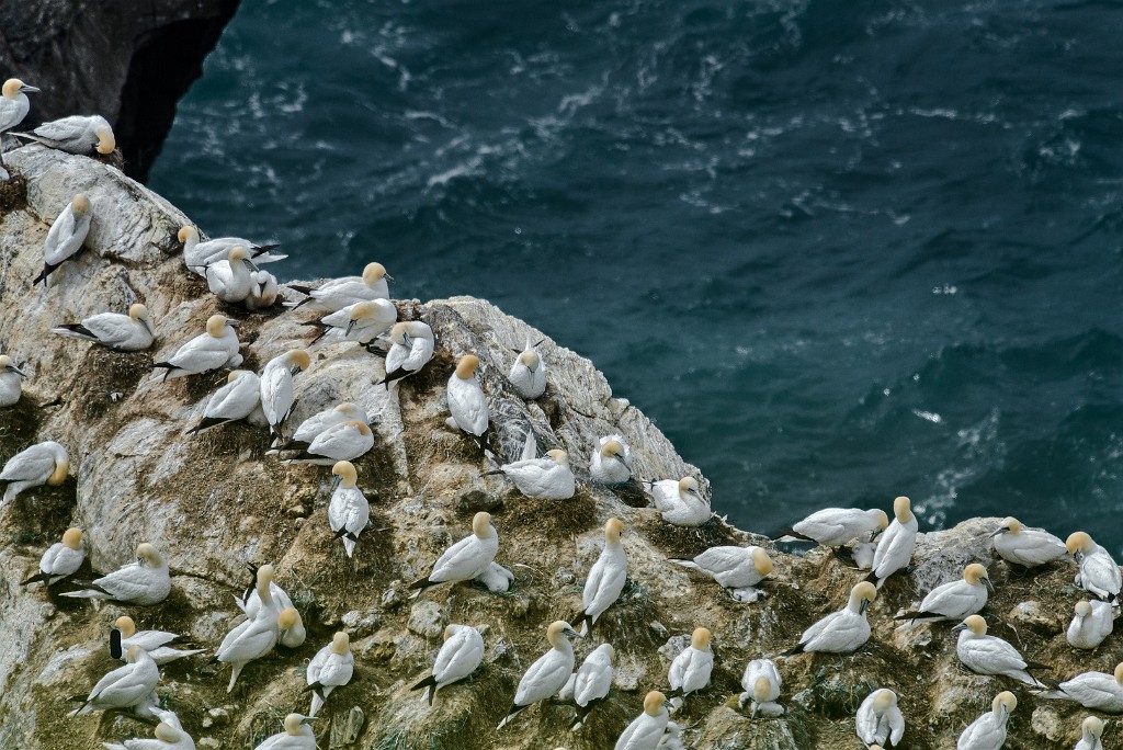 Shetland 303 copia